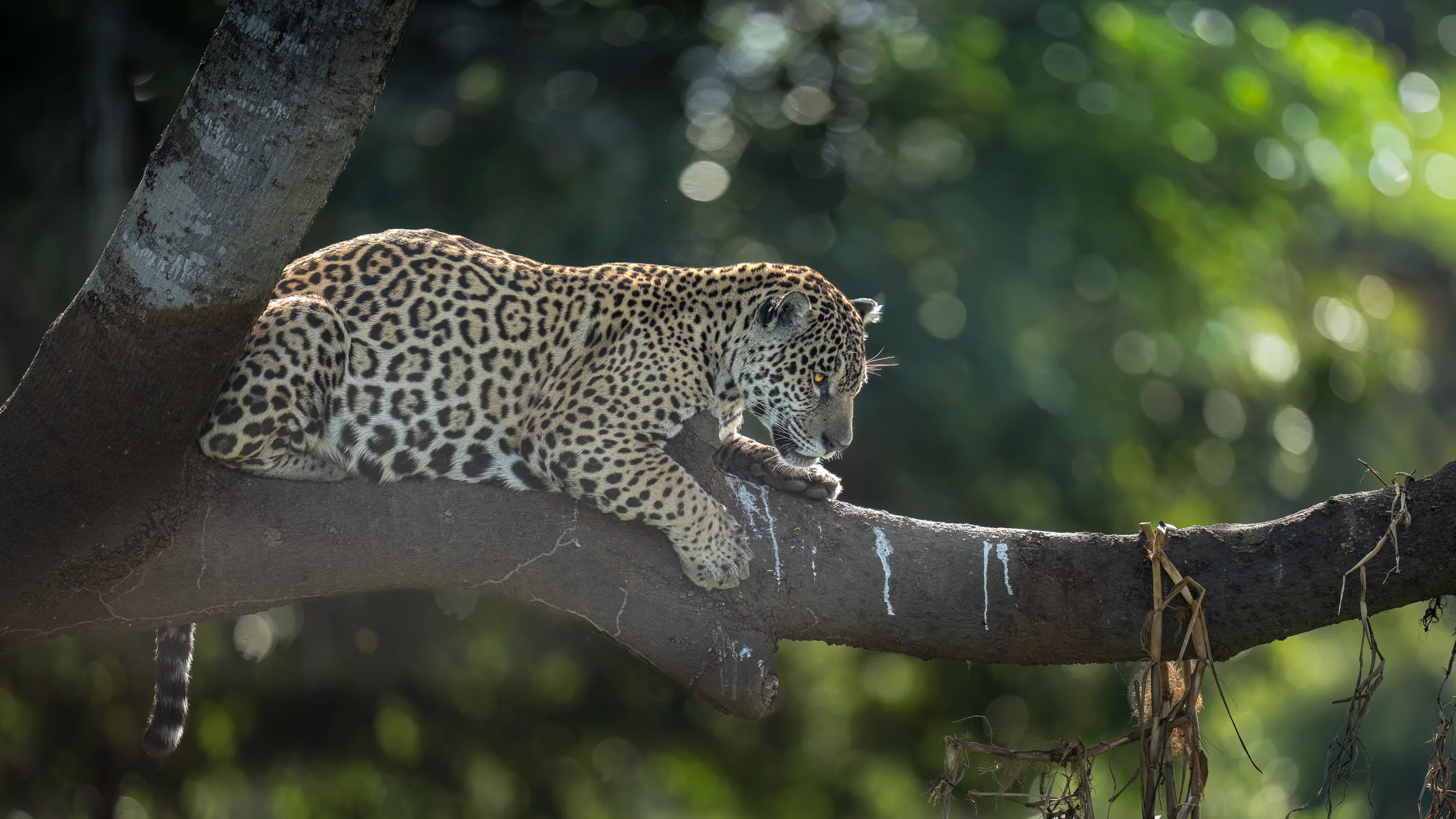 Pantanal Jaguar Expedition gallery image 24